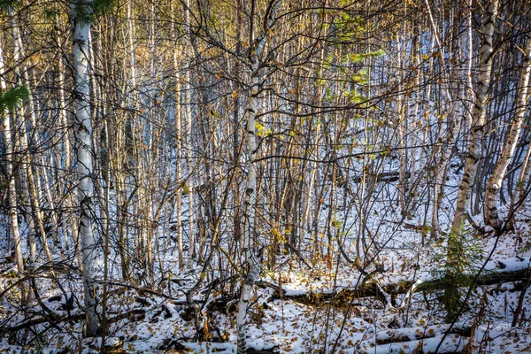 Floresta de inverno fada — Fotografia de Stock