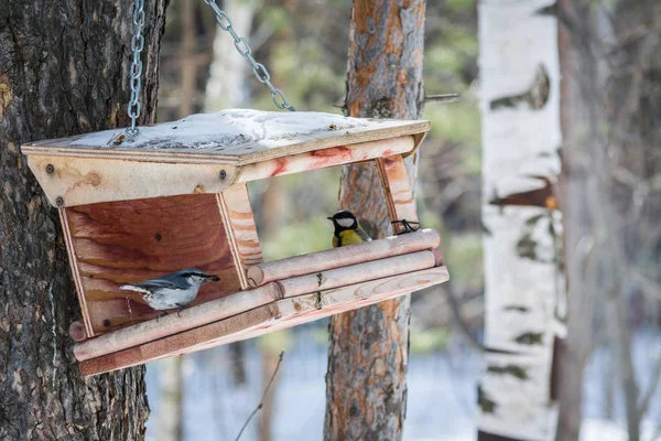 Hangende feeder van multiplex op ijzeren ketting naar boom met mooie vogels binnen, in de lente bos. — Stockfoto