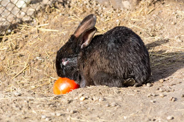 黑兔正在吃红番茄 — 图库照片