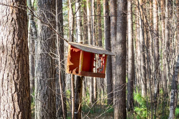 Alimentador Bonito Para Pássaros Esquilos Floresta — Fotografia de Stock