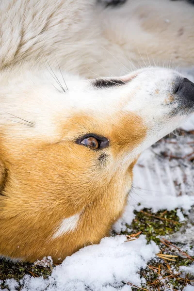 美丽的脸红头发的猎狗在冬天的树林里 — 图库照片