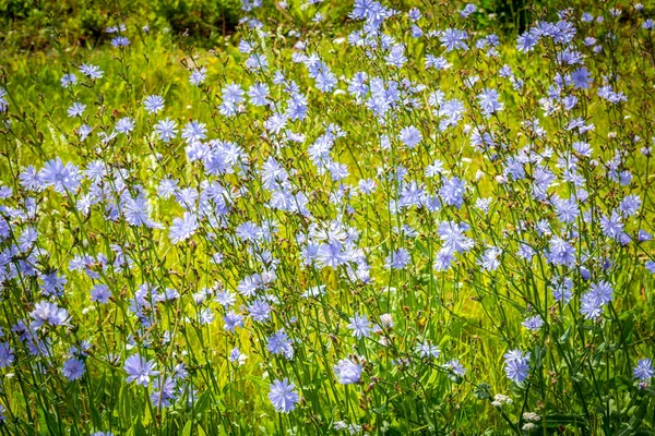 Smukke Natur Blomster Parken Solrig Dag - Stock-foto