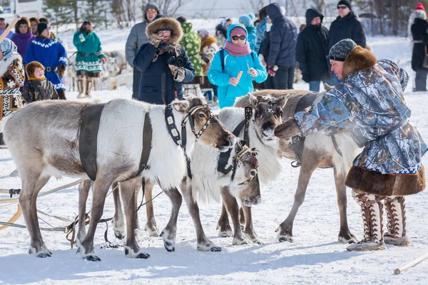 Ulusal kuzey kıyafetlerindeki Hanlık adam geyiği yatıştırır. Bir geyiğin bindiği yarışmalar. Reindeer çobanTatil.