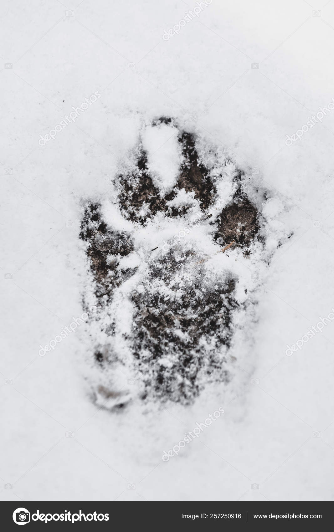 Traces Animales Images Libres De Droit Photos De Traces Animales Depositphotos Traces Animales Images Libres De Droit Photos De Traces Animales Depositphotos