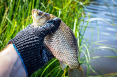 Eldivenli bir el bir balık tutar sazan yakaladı.