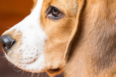 Küçük bir dost köpek profilinde Portre