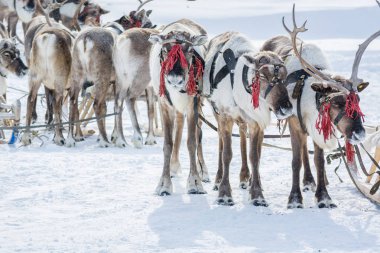 Kafalarında kırmızı koşum lu güçlü bir geyik Sibirya kış kampında otluyor.