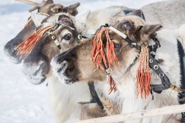 Sibirya kış kampında kafasında güzel koşum ile Kuzey reindeer