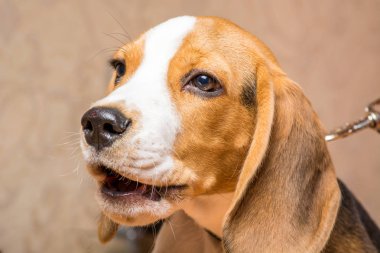 Küçük kırmızı köpek evde bir tasma üzerinde oturan havlar