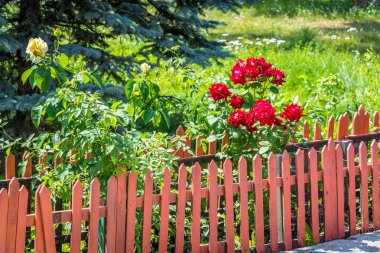 Yaz Renkleri - güzel bir Güneşli çiçekler