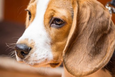 Küçük bir dost köpek profilinde Portre