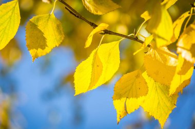 Güneşli bir günde mavi bir gökyüzüne karşı sarı sonbahar huş yaprakları kümeleri.