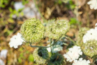 Sahada sabahın erken saatlerinde ince sapları ile Yeşil kapalı çiçek.