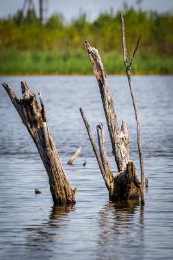 Suda kurutulmuş kök.