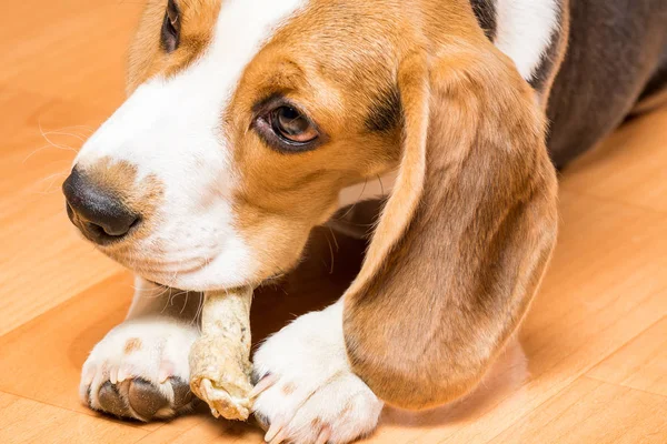 Small hunting dog gnaws a bone holding it with a paw