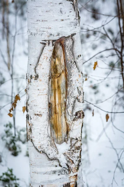 Belo Tronco Árvore Floresta Inverno — Fotografia de Stock