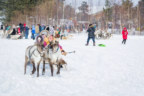 Russkinskaya, Russie - 24 mars 2018 : Rennes apprivoisés avec harnais en cuir roulent les femmes sur des traîneaux en bois dans la neige. Compétition pour monter un cerf. Vacances de l'éleveur de rennes . — Photo