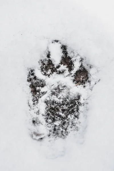 Сліди Собаки Білому Снігу Зимовому Лісі — стокове фото