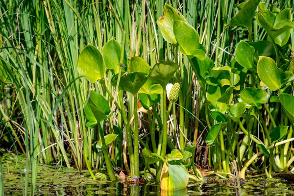 Belle Herbe Verte Sur Lac Par Une Journée Ensoleillée — Photo