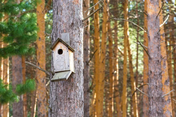 Gyönyörű Madár Feeder Lóg Fán Park — Stock Fotó