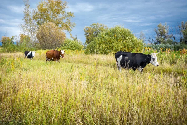 Slow cows are on the road along the field.