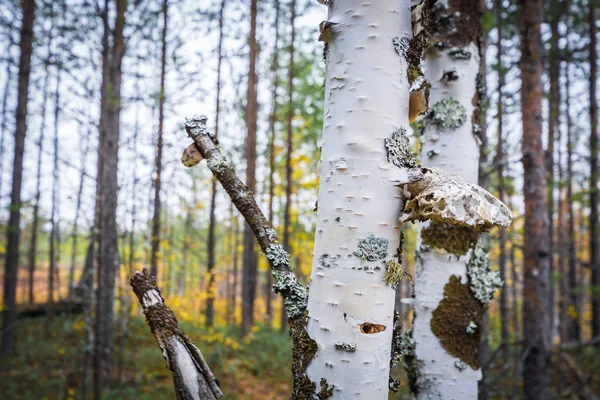 Tronco de abedul blanco con ramas rotas en bosque . — Foto de Stock