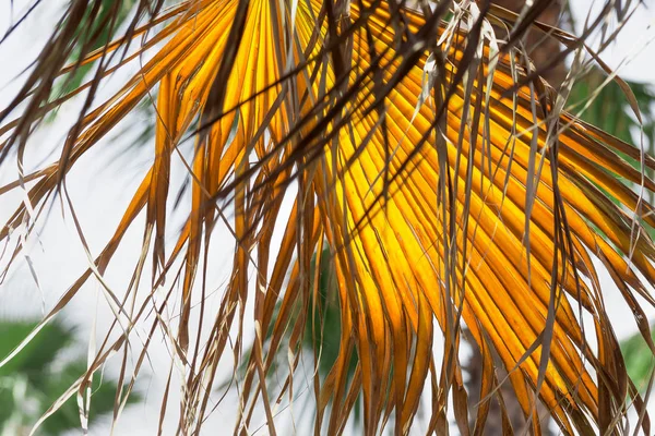 Solární Větve Zavěšené Palmových Stromech — Stock fotografie