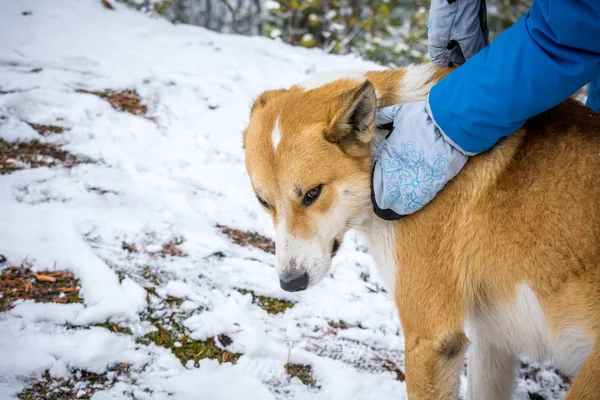 Cane Caccia Rosso Costretto Sedersi Nella Foresta Invernale — Foto Stock