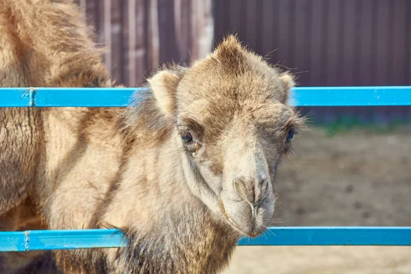 Kaganiec z pięknym czerwonym wielbłądem za niebieskim ogrodzeniem w zoo. — Zdjęcie stockowe