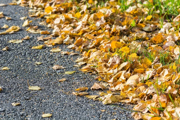 Björk Gula löv fallit från träd ligga på asfaltväg på en höst dag. — Stockfoto