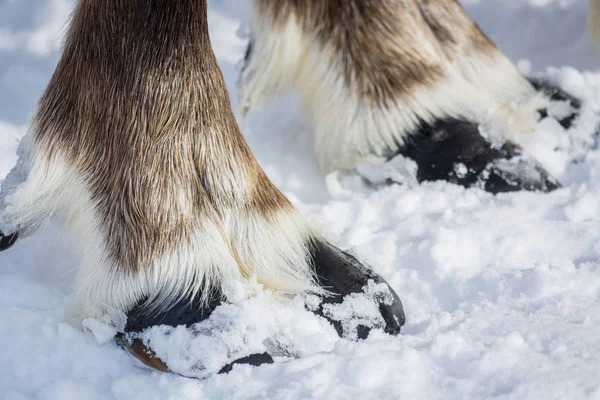 Bellissimi zoccoli di renna sulla neve . — Foto Stock