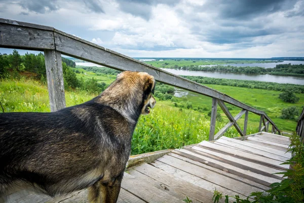 Красива собака стоїть на дерев'яній драбині і дивиться на відстань — стокове фото