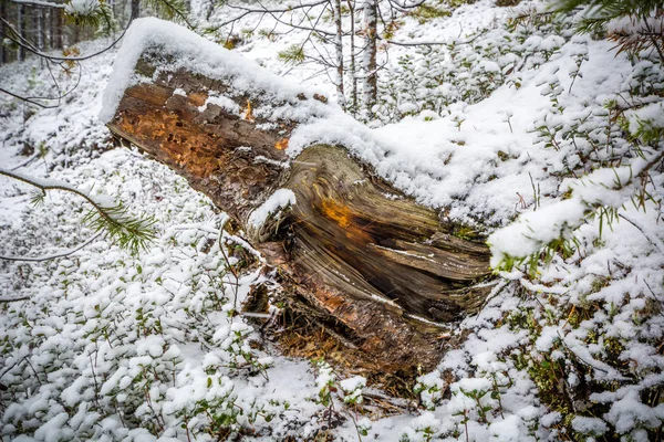 Kış Ormanında Çam Ağaçlarının Güzel Kökleri — Stok fotoğraf