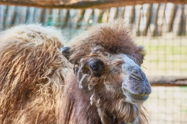 Kudłaty Wielbłąda Ciepłą Wełną Zoo — Zdjęcie stockowe