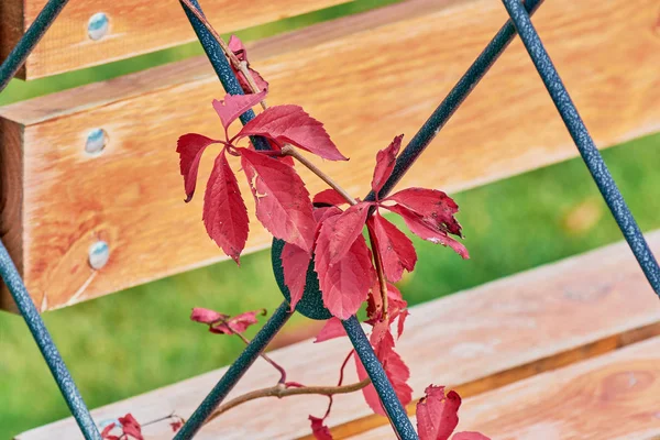 Niskie gałęzie z czerwonymi listwami otaczają żelazną ławkę. — Zdjęcie stockowe