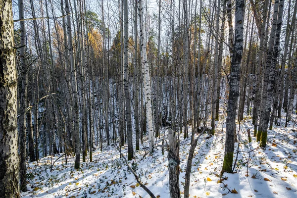 Skog Seglar Utmed Kusten Fastar Floden Den Siberian Taigaen — Stockfoto