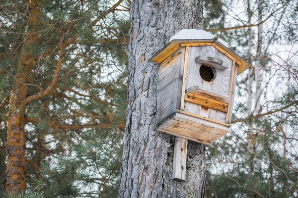 Alimentador especial com neve no telhado para alimentar as aves, pregado em pinho na floresta . — Fotografia de Stock