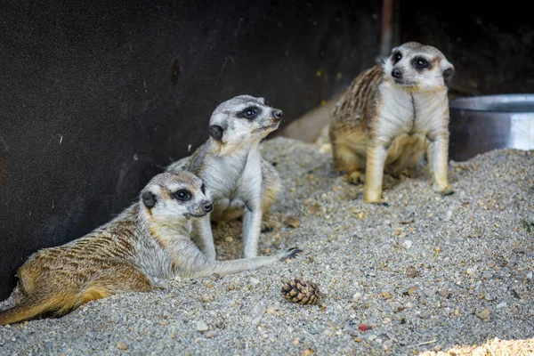 Vackra meerkats i Zoo voljär — Stockfoto