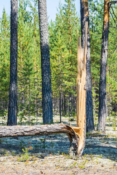 Pino roto en el bosque . — Foto de Stock