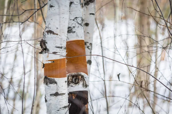 Betulle bianche con corteccia di betulla lacerata nella foresta invernale . — Foto Stock