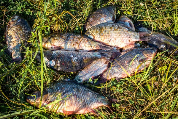 Caught fish carp lying on the grass.