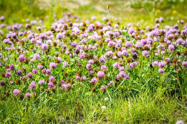 Smukke Natur Blomster Parken Solrig Dag - Stock-foto