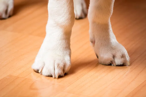 White paws of a small hunting dog