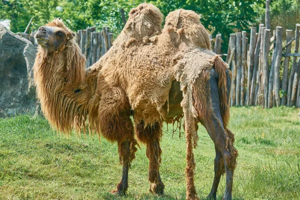 Ogromny Wielbłąda Zoo Obrane Linienia — Zdjęcie stockowe