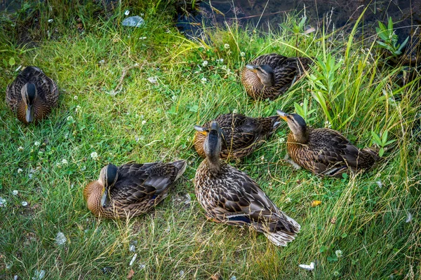 Schöne Enten Ruhen Sich Auf Dem Gras Aus — Stockfoto
