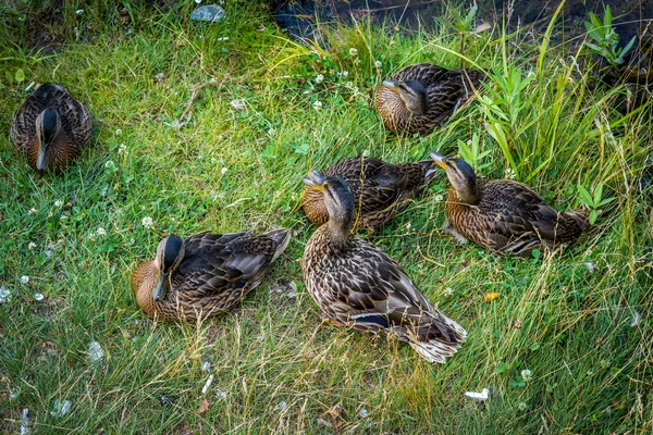 Schöne Enten Ruhen Sich Auf Dem Gras Aus — Stockfoto