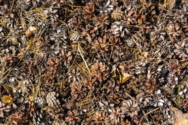 Çayır çam kozalağı - arka plan.