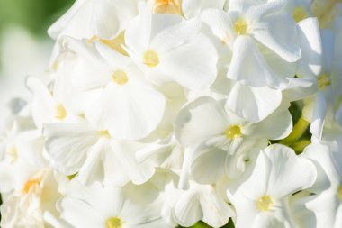 Güneşte güzel beyaz çiçekler.