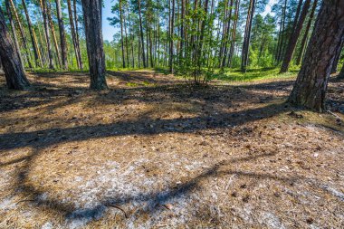 Çam ağacından kavisli gölge ormanda iğnelerle yere düşüyor