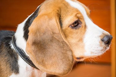 Küçük bir dost köpek profilinde Portre